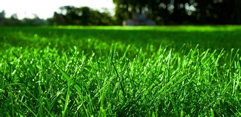 Red Fescue Chewings Fescue