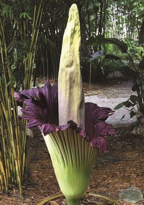 Rare 5 Seeds Corpse Flower Seeds The Titan Arum The Biggest Flower In