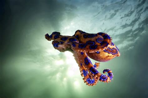 Blue Ringed Octopus American Oceans