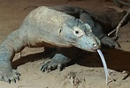 Komodo dragon - Wikipedia
