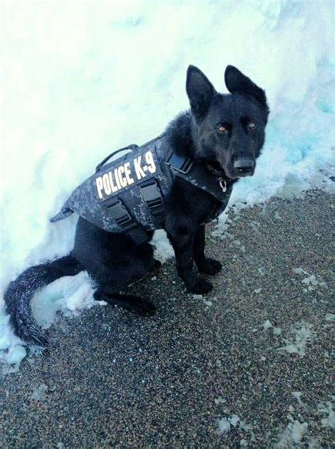 Beautiful Black Gs K9 In Training Military Working Dogs Working