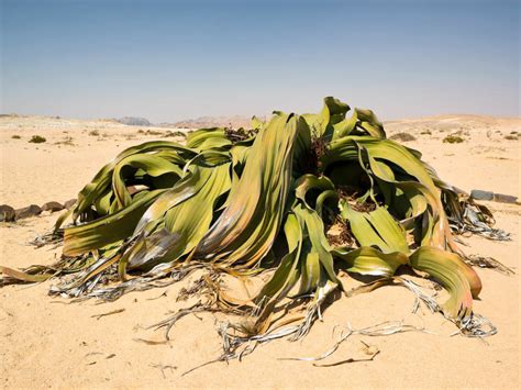Opinions On Welwitschia