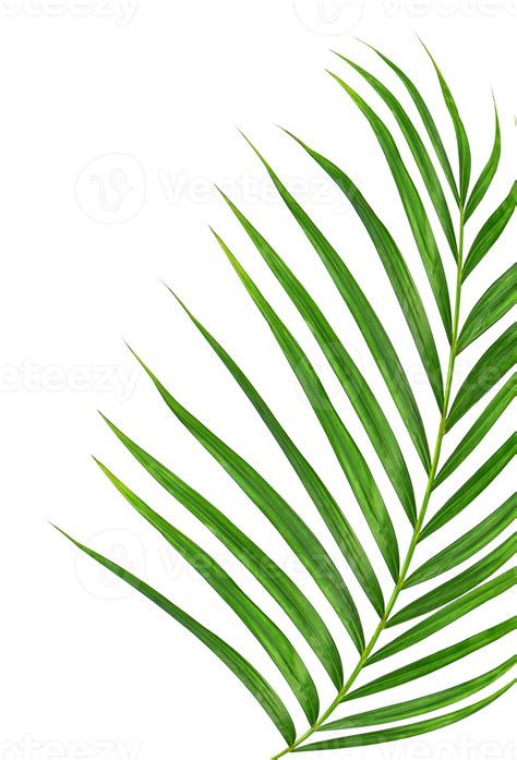 Free Groene Bladeren Van Palmboom Op Transparante Achtergrond Png
