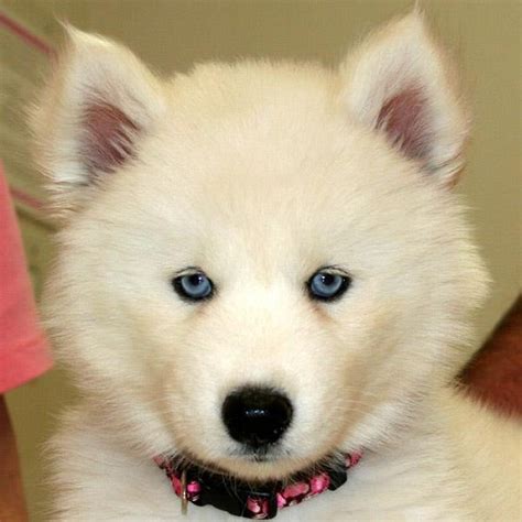 Husky palace been breeding blue eyed huskies since 2005. Cute&Cool Pets 4U: Cute Husky Puppies With Blue Eyes