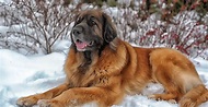 Leonberger Dog Breed Information | Breed Advisor