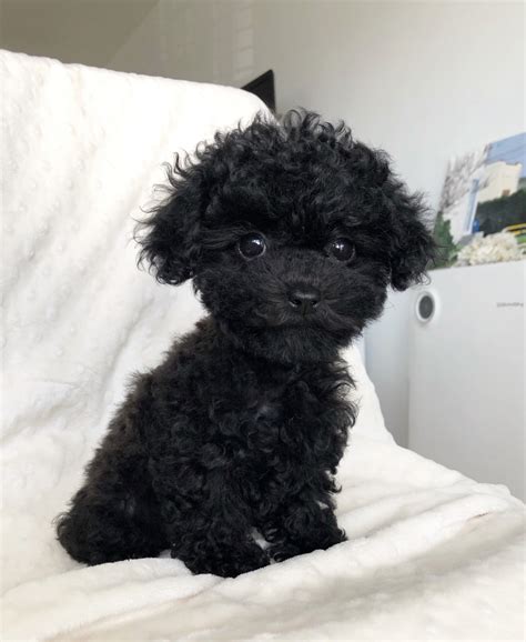 All our puppies are raised in our home with other dogs cats and kids, we offer genetically screened top quality maltipoo. Chic Teacup Maltipoo Puppy - Rare black color! | iHeartTeacups