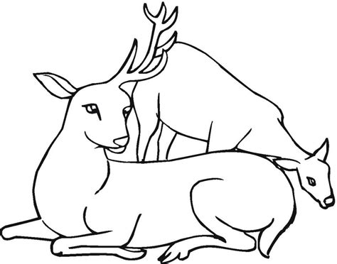 This deer coloring pages will helps kids to focus while developing creativity, motor skills and color recognition. White Tailed Deer Coloring Pages To Print - Coloring Home