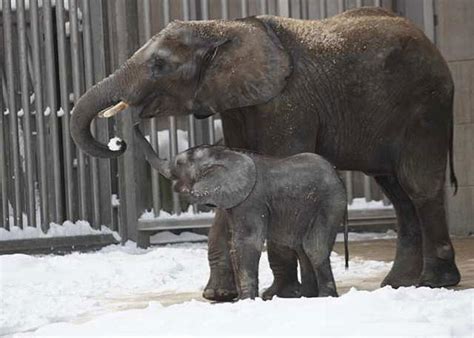 Photos Elephants Love Playing In Snow Who Knew La