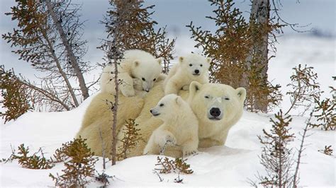 Tapeta Na Monitor Zvířata Zvířata Lední Medvědi Dravci Vůz