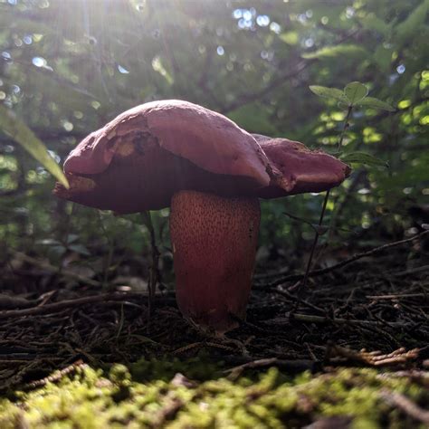 Found In Kansas Usa Oc Mushrooms Fungi Nature Photography