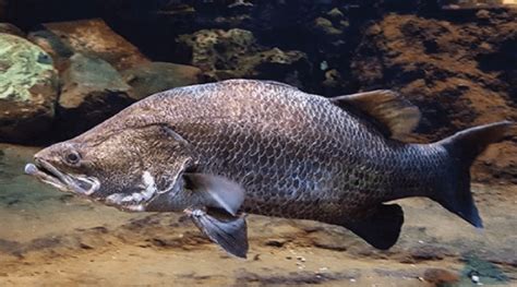 ikan kakap batu