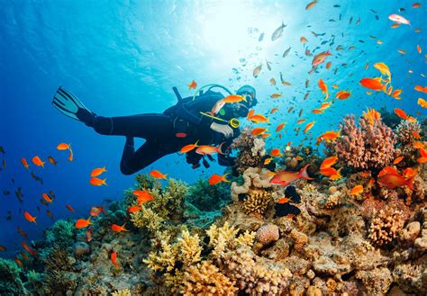 Marine life in part shape and protect shorelines, and some marine organisms ev. Pursuing a Marine Biology Degree Online | Team Mastery