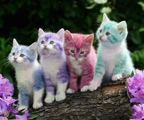 Easter Kitties Love Kitty Cats Pinterest Easter Animal And Cat