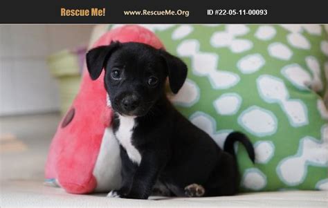 Adopt 22051100093 ~ Chihuahua Rescue ~ San Antonio Tx