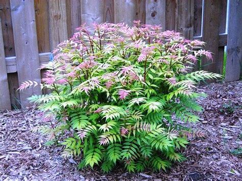These broadleaf evergreens do well in zone 4, but prefer protection from drying winds and bright winter sun. Sem False Spirea: zone 3, h:24-36" w:26-48" full sun or ...