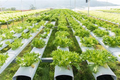 The hydroponic farming industry solves many of these concerns. Aeroponics Vs. Hydroponics: What You Need to Know - Gardenerdy