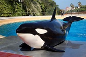 Orca Morgan, the oblivious martyr? • Loro Parque