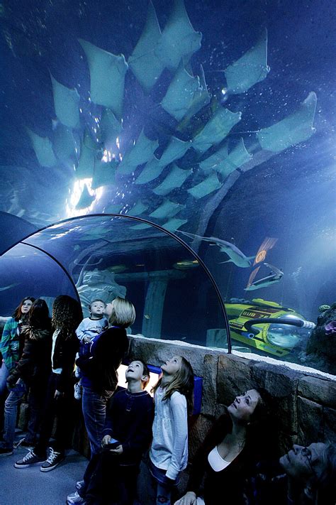 Sea Life Aquarium Carlsbad Southern California Attractions Carlsbad