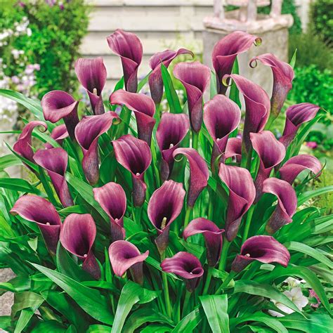 Purple Sensation Calla Lily Plant Bulbs At Lowes Com