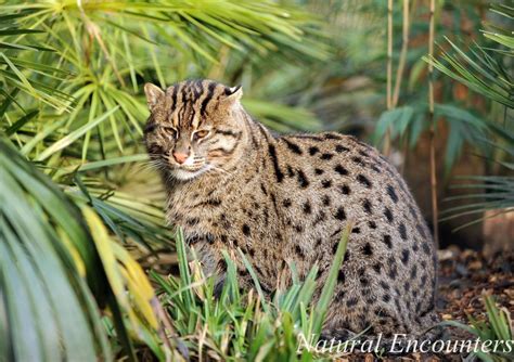 Natural Encounters Photography By Ben Williams Fishing Cat