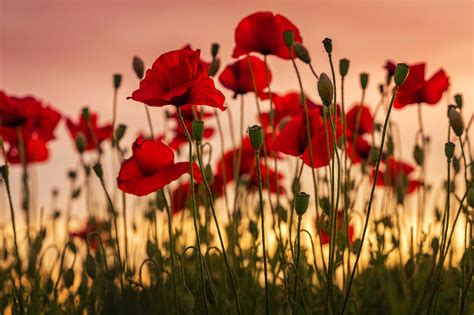 The Importance of Remembrance Day - Remitbee