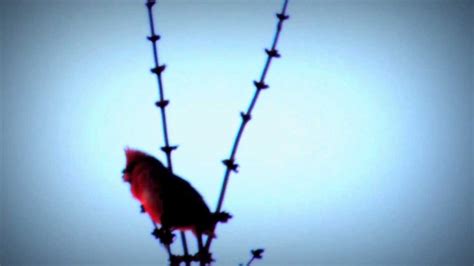 Male Cardinal Singing His Song First Thing In The Morning Youtube