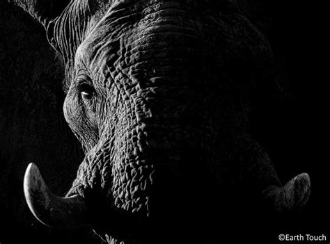 An Elephant In The Darkness Elephant Male Elephant African Elephant