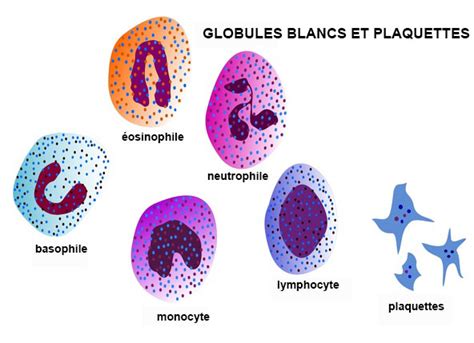 Globules Blancs Définition