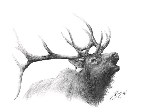 Elk Drawing Elk By Larry Dez Dismang Elk Drawing Elk Tattoo