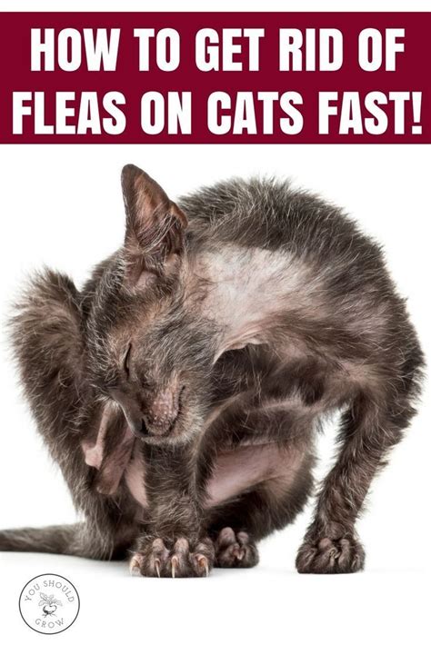 Such symptoms may include a red, swollen, itchy, but not painful, area that appears at the bite site about thirty minutes after the initial bite. Get Rid Of Fleas On Cats And Dogs (A Vet's Top Choices ...