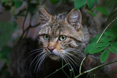 8 Cat Breeds That Look Like Wild Cats Petsoid