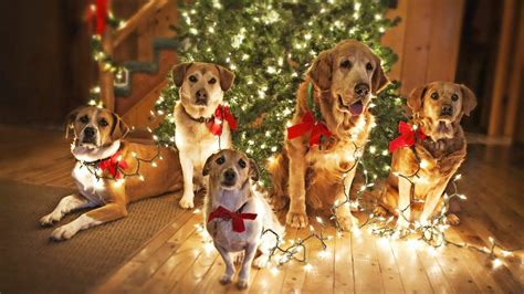 Christmas Dog Wallpapers Top Free Christmas Dog Backgrounds