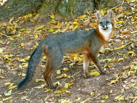 Common Gray Fox Project Noah