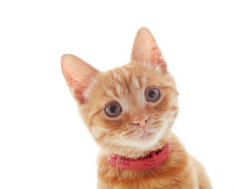 Why Are Cats So Cute Top 20 Cute Cat Faces