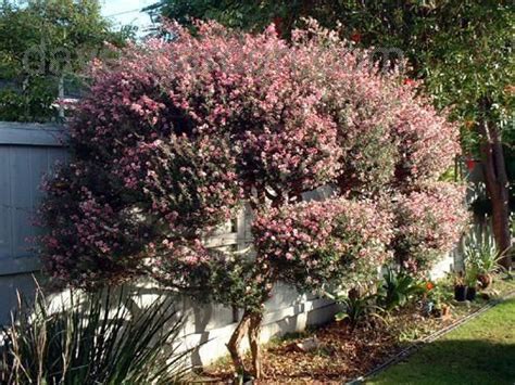 In january of 2008, i slit a clear one gallon water bottle across 3 sides leaving the top half on to act as a greenhouse. Full size picture of New Zealand Tea Tree, New Zealand Tea ...