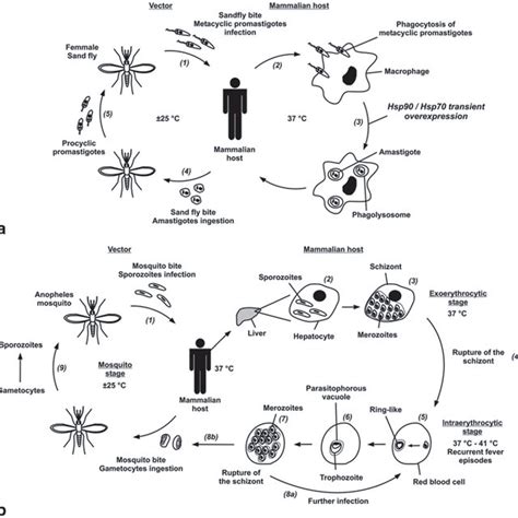 Protozoan Parasite Life Cycle A Leishmania Life Cycle The Download Scientific Diagram
