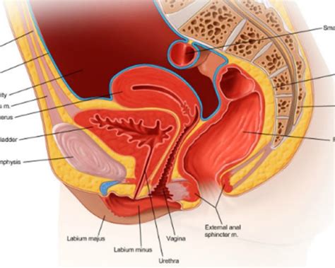 What Are The Female Pelvic Floor Muscles Viewfloor Co