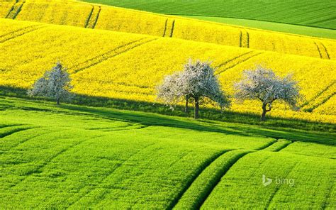 绿色黄色田野 2015 Bing主题壁纸预览