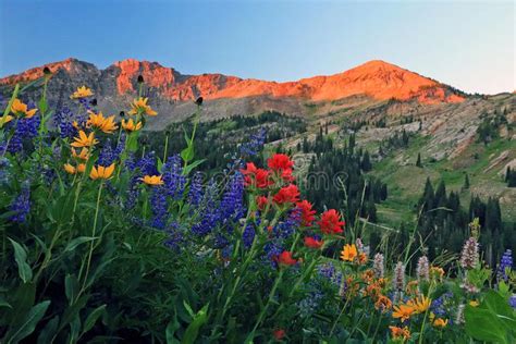 Mountain Wildflowers And Sunset Photo Print Field Of Yellow And Purple