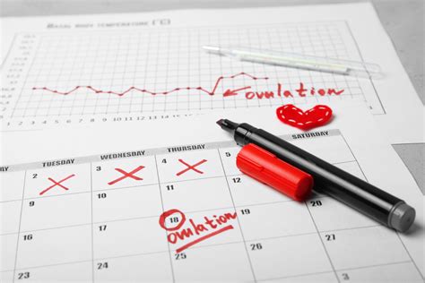 Frauen mit reglemäßigem zyklus können mithilfe eines berechnen, wann vorausichtlich der nächste eisprung stattfinden wird. Warum der Eisprung der Frau versteckt ist
