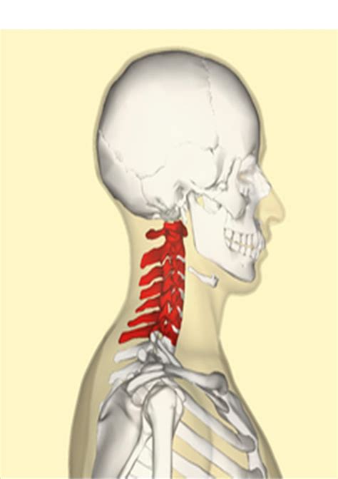 Neck Pain Treatment Oakville Chiropractor And Pinched Nerve
