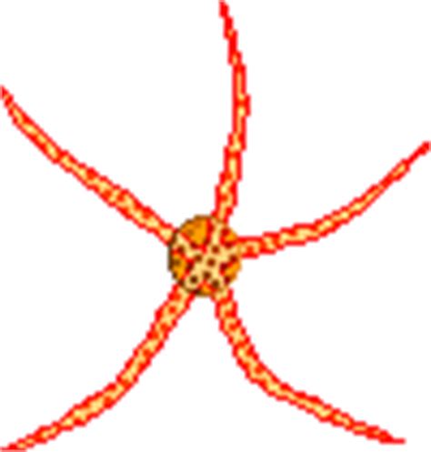 Stars at EnchantedLearning.com