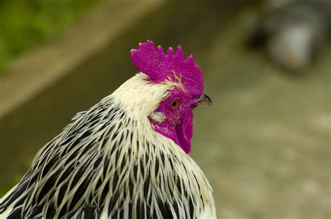 Purple Chicken John Leach