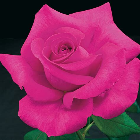 All My Love Hybrid Tea Rose Hybrid Tea Roses Edmunds Roses