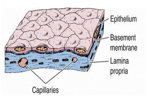 Simple Squamous Epithelial Tissue Labeled
