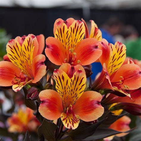 Indian Summer Peruvian Lily Spring Hill Nurseries