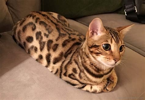 Is the bengal you are considering adopting raised in a home or in a cattery? Animal Wallpapers - Page 54