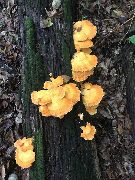 My First Time Finding Chicken Of The Woods Rmycology