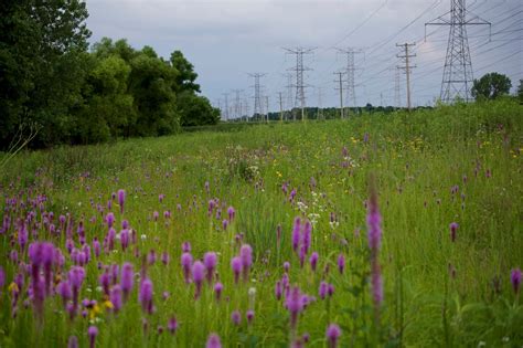 Tallgrass Prairie Nature And Ecology