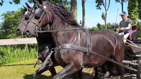 Trotting Through The Water With 2 Friesian Horses In Front Of The